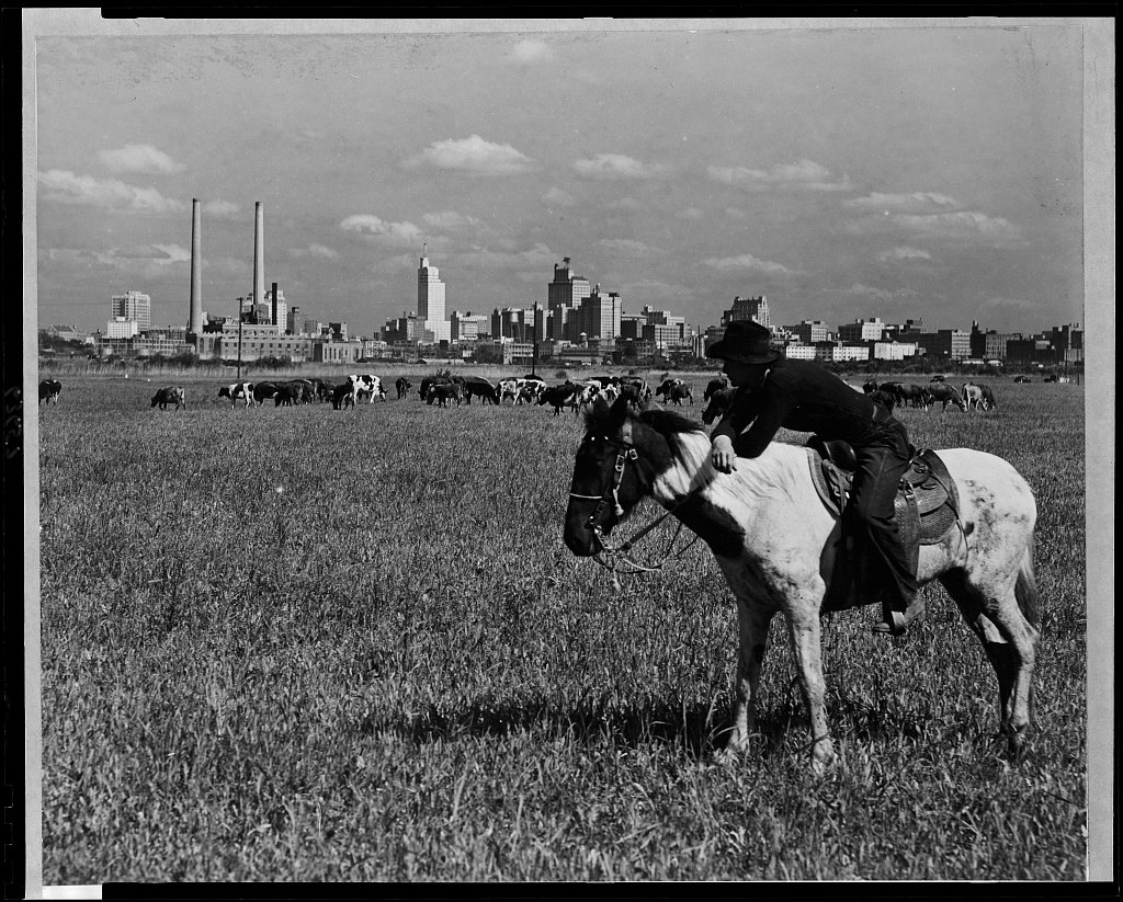 A cowboy on horseback with cattle in the foreground and the Dallas skyline behind.
