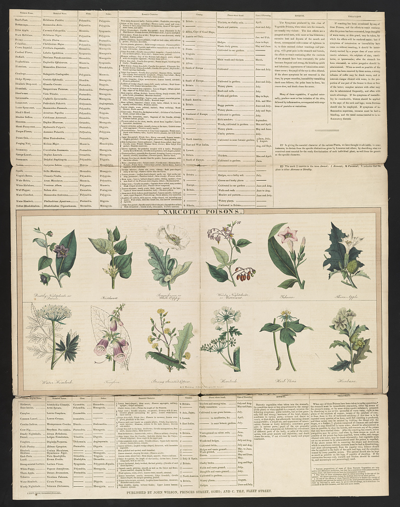 A hand-colored 1843 botanical print of poisonous plants, among them deadly nightshade.
